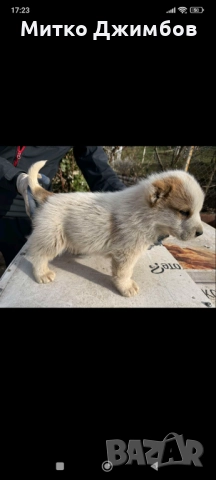 Кавказки вълкодави , снимка 6 - Други - 52867966