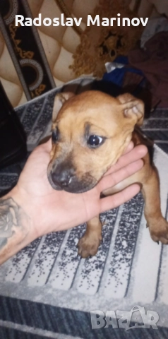 Prodavam pitbull, снимка 1