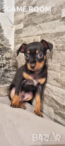 Мъжко мини Пинчер пинчерче пинчери пинчерчета Чихуахуа Чиху кученце 