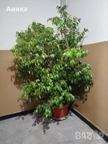 Цвете Бенджамин