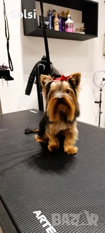 мини йорки , снимка 2 - Йоркширски териер - 52829227