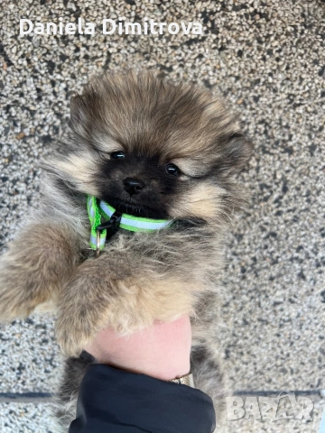 Померан, снимка 5 - Померан - 53821869