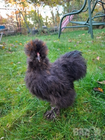 Американски копринки , снимка 5 - Кокошки и пуйки - 52495504