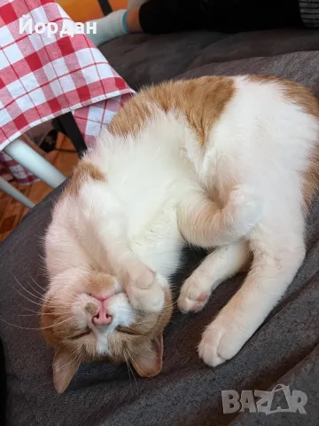 Мъжка кастрирана котка, снимка 5 - Други - 55781617