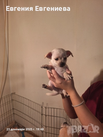 Мини чихуахуа,две момчета и две момичета., снимка 5 - Чихуахуа - 52887110