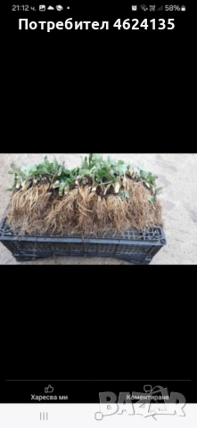 Целогодишен разсад ягоди и малини 