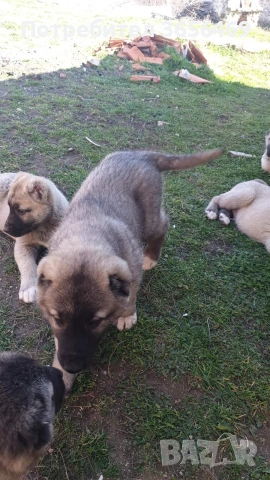 Породисти КАНГАЛИ., снимка 11 - Кангал - 53622874