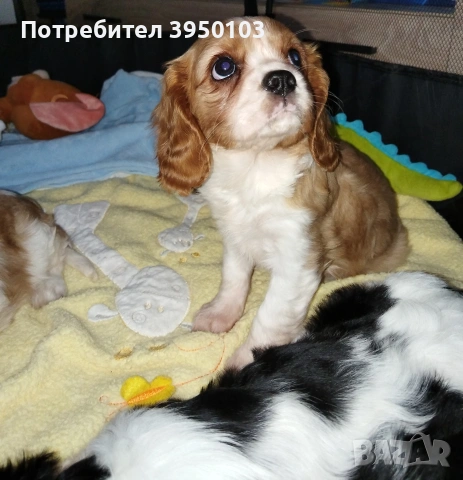 Кавалер Кинг Чарлз шпаньол момиченца , снимка 4 - Кавалер кинг чарлз шпаньол - 53429949