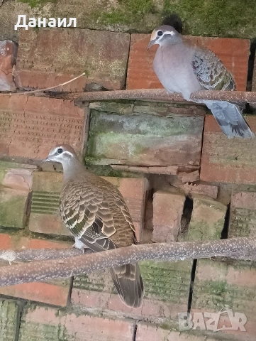 Австралийска бронзовокрила, снимка 3 - други­ - 53381123