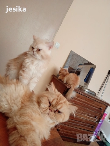 Мъжки персийки с родословие.