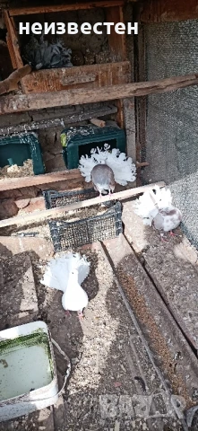 Продавам декоративни птици , снимка 5 - Гълъби - 50857848