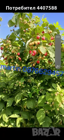 Расзад ягоди и малини , снимка 14 - Разсади - 49392303