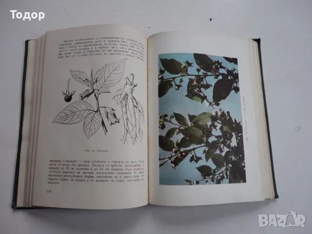 Книга Етерично маслени и медицински култури Стайков , снимка 6 - Специализирана литература - 56258882