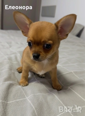 Уникално Мини Момченце Чихуахуа