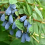 Камчатска боровинка, камчатска лоницера (Lonicera caerulea var. kamtschatica), снимка 3