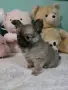 чихуахуа момиченце, снимка 5
