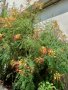 Цезалпиния, снимка 1 - Градински цветя и растения - 41920334