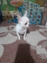 Продавам чихуахуа, снимка 8