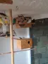 Гулдови Амадини!, снимка 3
