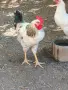 Млади петли за дамазлък, снимка 1