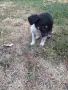 Adopt a puppy.4 кученца бяха изхвърлени !търсим осиновители, снимка 9