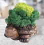 Кашпи "Костенурки" със скандинавски мъх , снимка 2