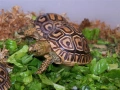 Леопардова Сухоземна Костенурка, снимка 7