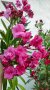 Градински и стайни цветя, резници  зокуми, снимка 1