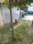 порода балканско гонче, снимка 2