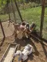 Продавам англонубийски ярета, снимка 1