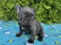 френски булдог blue, снимка 2