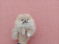 Мъжки Померан на 3 месеца. Реални снимки от 02.02.26 г., снимка 6