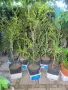 Продавам дървовидни чемшири , снимка 1