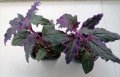 Гинура/Gynura aurantiaca"Purple Passion", снимка 1 - Стайни растения - 41419864