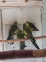 Продавам млади Планински папагали , снимка 1