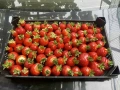 🍓🌱 Разсад ягоди и малини – подбрани сортове  Зимаме поръчки и неделя и събота     🍓 ЯГОДИ: 0.30€ , снимка 9