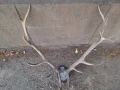 Рога от елен, снимка 6