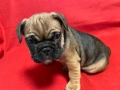 Френски булдог, снимка 6