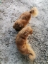 продам малки пекинезчета, снимка 6