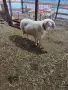 МЪЖКИ АСАФ ЗА РАЗПЛОД, снимка 1