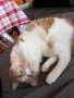 Мъжка кастрирана котка, снимка 5