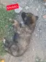 Продавам 3 мъжки 3 женски много добри кученца за двор да ви пазият , снимка 4