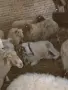 свободни овце за дамазлък, снимка 1