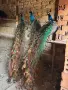 Продавам мъжки и женски пауни, снимка 6