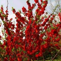 Японска Дюля/4 Налични цвята, снимка 11 - Градински цветя и растения - 41117564
