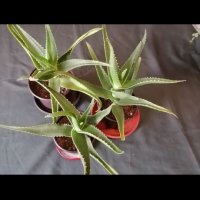 Aлое/Aloe arborescens/, снимка 1 - Стайни растения - 41353900