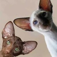 Ориенталско и Сиамско коте - котка, снимка 1 - Сиамска - 44505319
