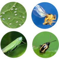 Ленти против насекоми, лепенки против инсекти, белокрилки, черни мушици  , снимка 3 - Оранжерии - 40376356