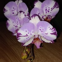 Орхидея фаленопсис Magic art, снимка 2 - Стайни растения - 36752252