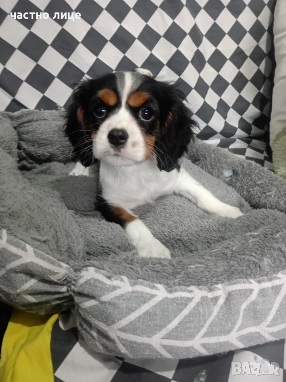 кавалер момиче, снимка 1